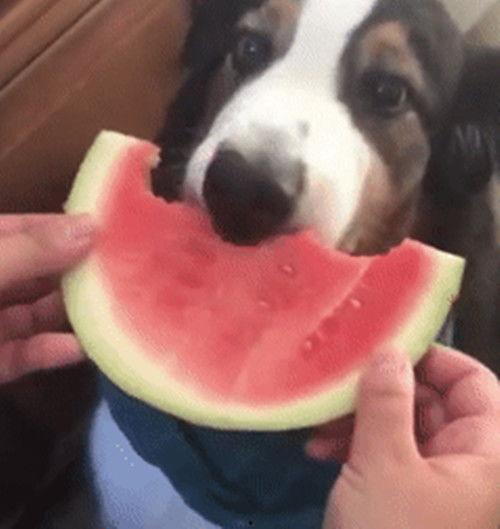 绅士吃瓜群,揭秘网络社交圈的趣味与争议