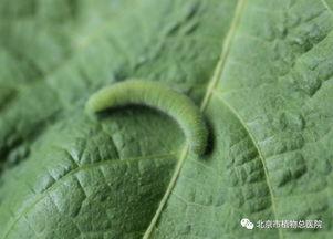 吃蒲瓜的害虫,守护绿色家园的秘密武器