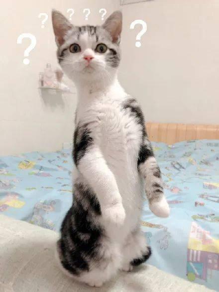 吃瓜的猫作品,揭秘娱乐圈背后的秘密与真相