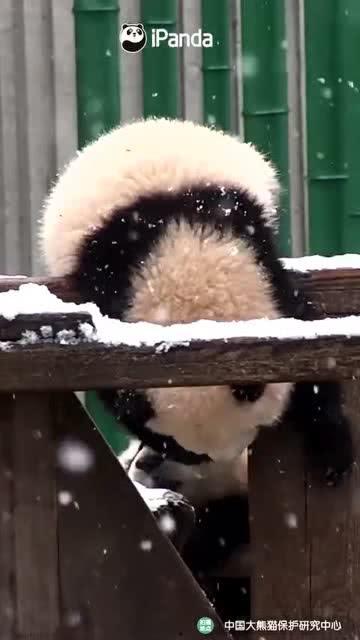 吃瓜小熊动图,萌态可掬，趣味横生