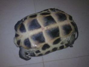 乌龟吃白瓜吗怎么吃啊,食用方法全解析