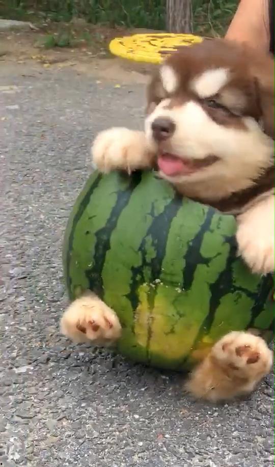 爱看吃瓜的狗,揭秘宠物界的八卦达人