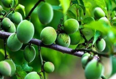 青梅在吃瓜,揭秘娱乐圈那些不为人知的幕后故事