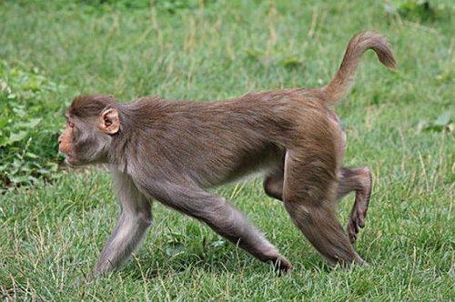 给猴子吃土瓜,探寻灵长类动物的独特饮食习惯