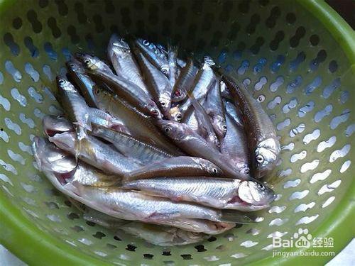 鲫瓜吃不吃小鱼