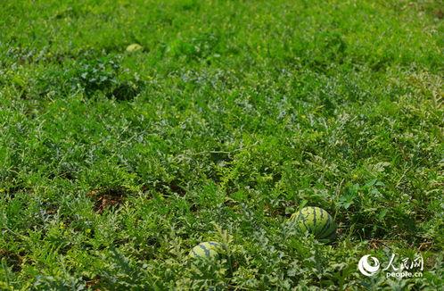 平阴话吃瓜歌,方言魅力演绎夏日趣味