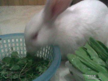 兔瓜可以吃吗,揭秘其食用价值与食用方法