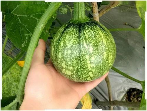 吃贵州瓜,探寻贵州瓜果的独特魅力