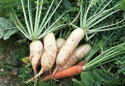 冬吃萝卜夏吃瓜云南,云南特色——冬萝卜夏瓜的饮食智慧