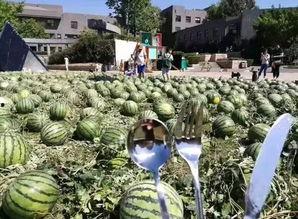 央美马丁吃瓜,揭秘艺术圈背后的“瓜田”风云