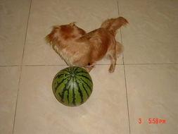 小狗吃贝贝瓜好吗怎么吃,美味分享与食用指南