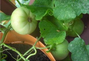 吃瓜模糊,吃瓜群众眼中的娱乐圈风云录