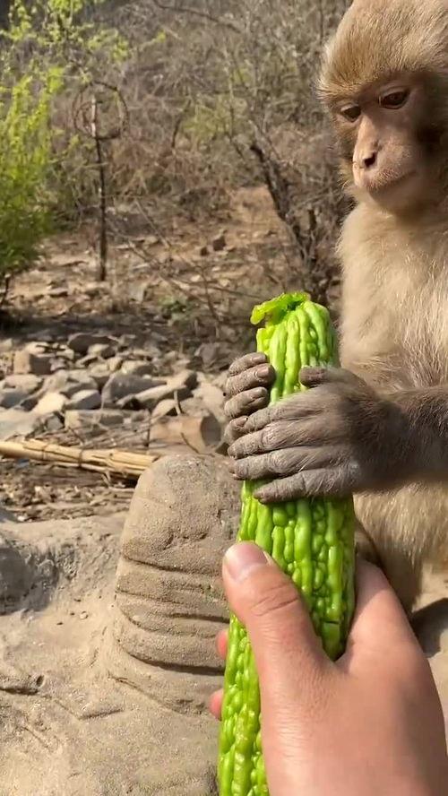 猴子吃绿瓜,一场森林中的美味冒险