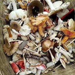 吃菌子能吃瓜吗,探索菌类美食与瓜类搭配的奇妙之旅