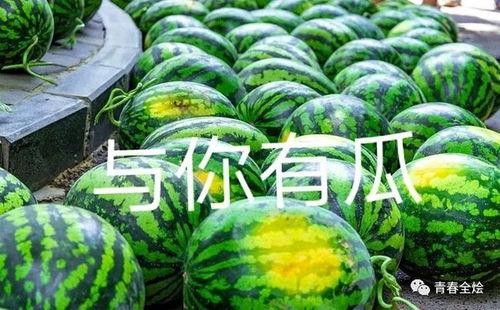 西大学院吃瓜,揭秘校园里的“吃瓜”风云