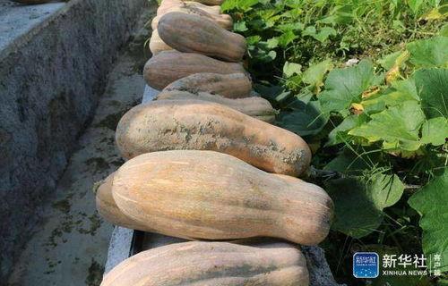 朝阳村吃瓜,瓜香四溢，共享欢乐时光