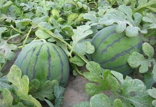 地捎瓜怎么吃,创意地捎瓜美味制作指南