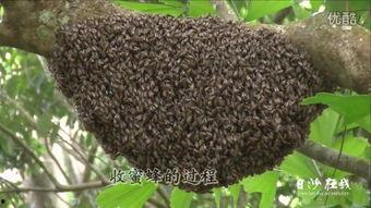 蜜蜂吃野瓜,自然界的甜蜜共生之旅