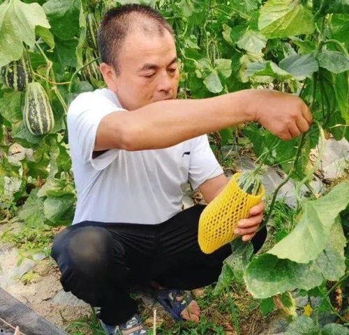 不甜的老年瓜怎么吃,不甜老年瓜的多样食用攻略