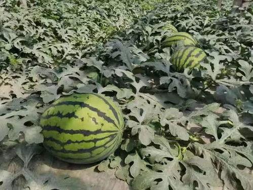 寿光未来城吃瓜照片,一场别开生面的“吃瓜”盛宴